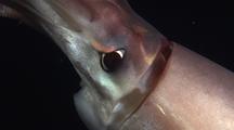 Giant Humboldt Squid Eye