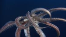 Humboldt Squid Tentacles Around Camera