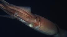 All Humboldt Squid Stock Footage