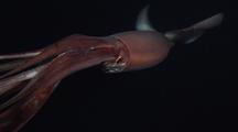 Humboldt Squid Numerous Shots Closeup