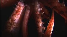 Humboldt Squid Attacks Camera, Swims Away