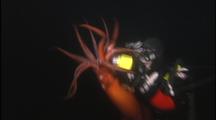 Humboldt Squid Attacks, Holds On To Diver