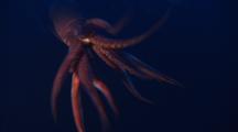 Many Humboldt Squid, Approach, Flash