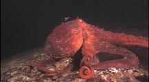 Giant Octopus Cruises, Swims Off, Track 
