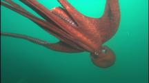 Giant Octopus Swims, Missing Arm