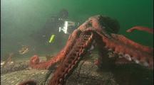 Cameraman Films Giant Octopus