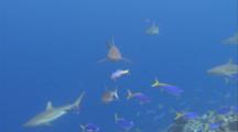 Grey Reef Shark Eats Fish