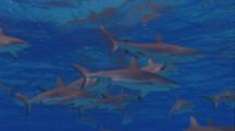 School Of Grey Reef Sharks