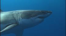 Stock Footage of Great Whites at Guadalupe