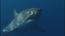 Great White Shark Swims To Camera