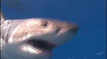 Great White Shark Eats Bait From Line, Close-Up Of Mouth