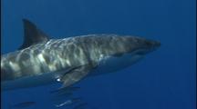 Great White Shark Swims Past Camera