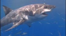 Great White Shark Eats Bait From Line