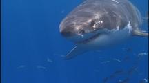 Great White Shark Swims To Camera
