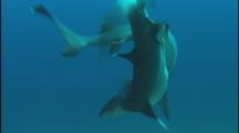 White Tip Shark Mating - Violent