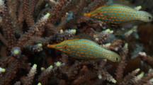 Harlequin Filefish, Oxymonacanthus Longirostris, Trio, Acropora, Staghorn Coral, Feeding