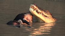 Crocodile Feeds On Feral Pig, Boar
