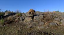 Mountain Lions On Rocky Hilltop
