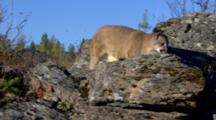 Mountain Lion On Rocky Hilltop