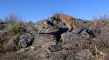 Mountain Lions On Rocky Hilltop