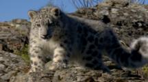 Big Cat, Possibly Snow Leopard, Rests On Rocky Hillside