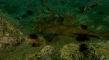 Horn Shark Rests On Rocky Reef