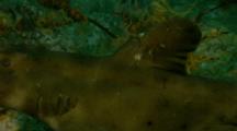 Horn Shark Rests On Rocky Reef, Close Up Of Horn