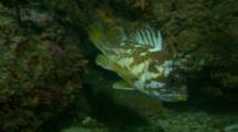 Fish, Possibly Gopher Rockfish, Near Rocky Reef