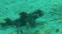Horn Shark Rests On Sandy Bottom