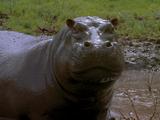 Hippopotamus, Rising Out Of Mud