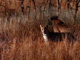 Leopard And Cub Travel Through Tall Grass