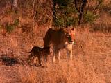 Lions Walk With Cubs Through Grass