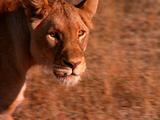 Close-Up Of Lion Walking