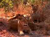 Lions Rest With Cubs