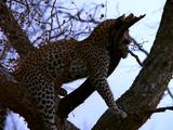 Leopard Sits In Tree, Legs Hang Down