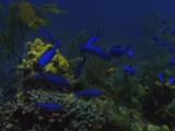 School Of Fish On Reef