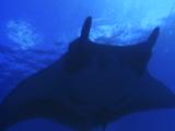 Manta Ray Swims Over Top Of Camera