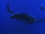 Manta Ray Swims Toward And Over Camera