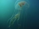 Jellyfish Swarm In Jellyfish Lake