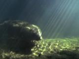 Manatee In Spring With Sun Rays