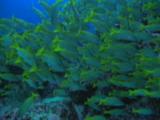 School Of Snapper Swims Over Reef