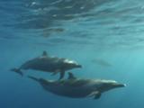 Pair Of Dolphins Swims Past Camera
