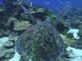 Sea Turtle Swims Over Rocky Reef