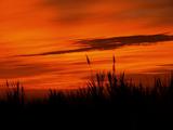 Grass Silhouetted By Dramatic Sunset