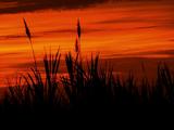 Grass Silhouetted By Dramatic Sunset