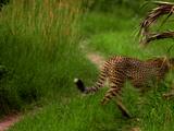 Cheetahs Walk Through Grass Over Tire Tracks