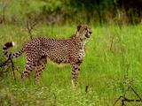 Cheetahs Walk Through Grass