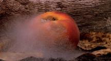 Time Lapse Peach Decomposing