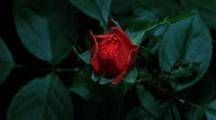 Time Lapse Rose Blooming