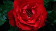 Time Lapse Rose Blooming, Dying